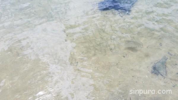 セントーサ島　パラワンビーチ　おすすめ　できること　泳げる　砂浜