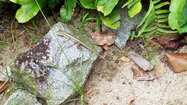 セントーサ島　パラワンビーチ　おすすめ　できること　泳げる　砂浜