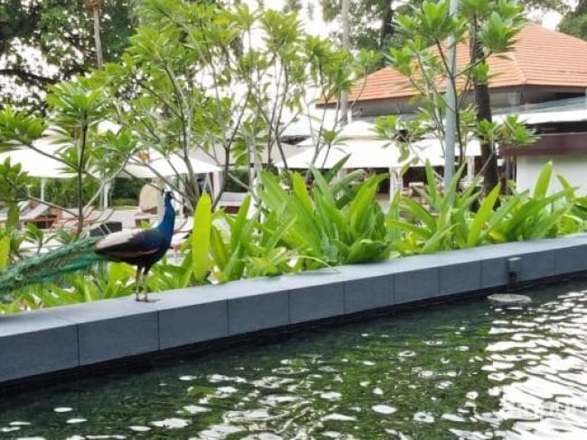 セントーサ島 ソフィテルシンガポール アフタヌーンティー ブログ