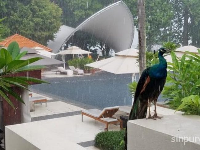 セントーサ島 ソフィテルシンガポール アフタヌーンティー ブログ