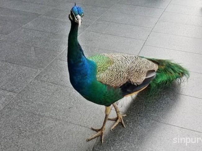 セントーサ島　カペラシンガポール　朝食　ブログ
