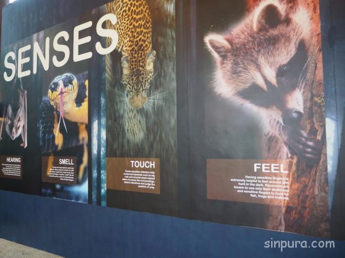 シンガポール ナイトサファリ タクシー 料金 いくら