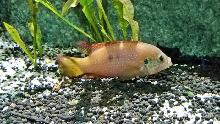 シンガポール　リバーサファリ　行き方　料金　チケット　割引　雨　パンダ　子連れ