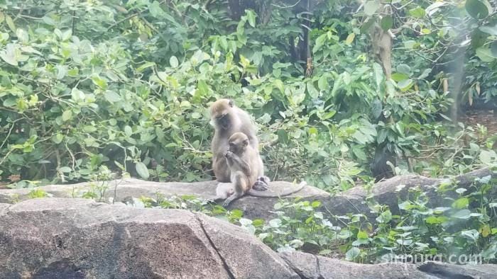 シンガポール　リバーサファリ　行き方　料金　チケット　割引　雨　パンダ　子連れ