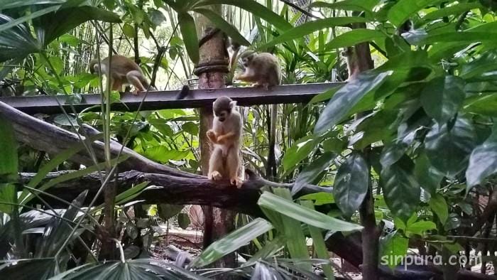 シンガポール　リバーサファリ　行き方　料金　チケット　割引　雨　パンダ　子連れ