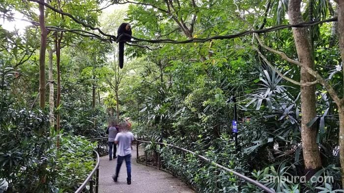 シンガポール　リバーサファリ　行き方　料金　チケット　割引　雨　パンダ　子連れ