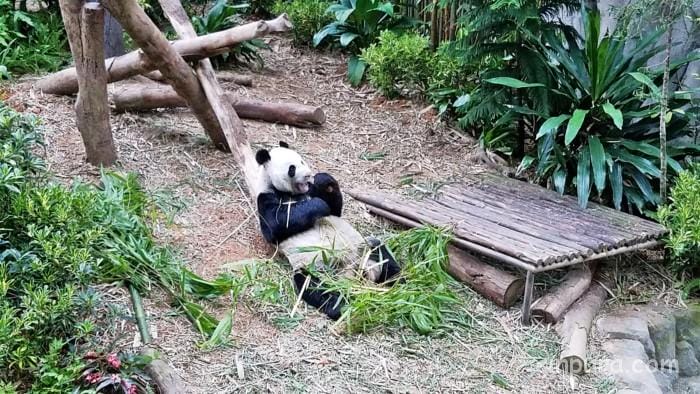 シンガポール　リバーサファリ　行き方　料金　チケット　割引　雨　パンダ　子連れ