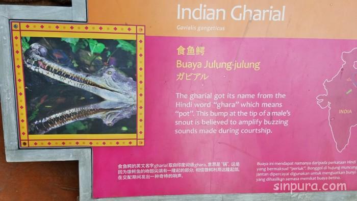 シンガポール　リバーサファリ　行き方　料金　チケット　割引　雨　パンダ　子連れ