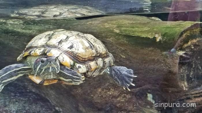 シンガポール　リバーサファリ　行き方　料金　チケット　割引　雨　パンダ　子連れ