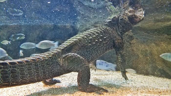 シンガポール　リバーサファリ　行き方　料金　チケット　割引　雨　パンダ　子連れ