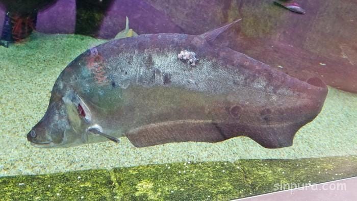 シンガポール　リバーサファリ　行き方　料金　チケット　割引　雨　パンダ　子連れ