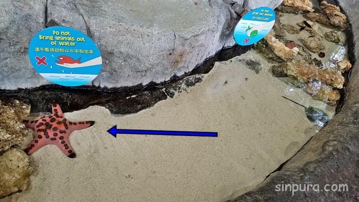 シンガポール　リバーサファリ　行き方　料金　チケット　割引　雨　パンダ　子連れ