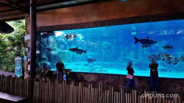 シンガポール　リバーサファリ　行き方　料金　チケット　割引　雨　パンダ　子連れ