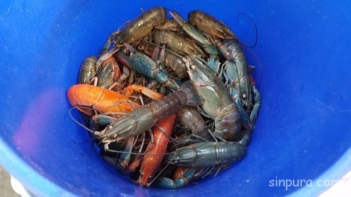 シンガポール　観光　穴場スポット　場所