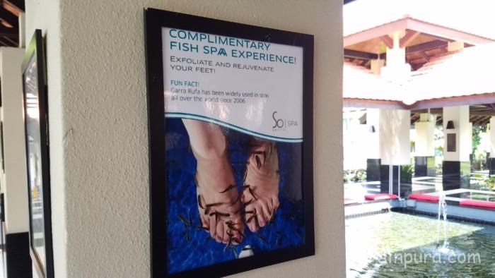 セントーサ島　ソフィテルシンガポール　プール　営業時間