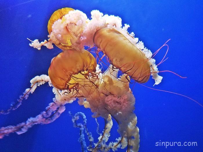 シーアクアリウム 所要時間 見どころ チケット 値段 割引