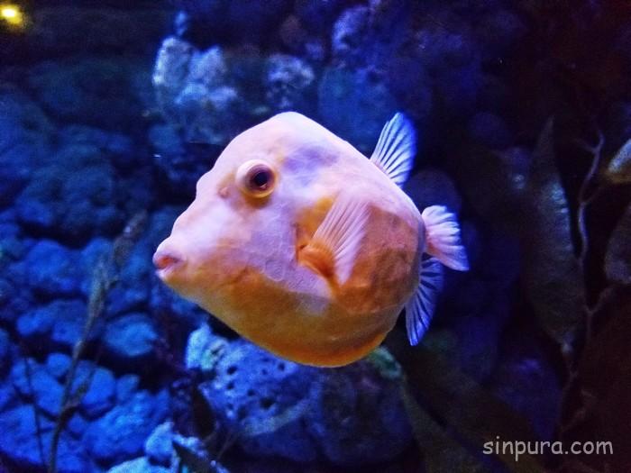シーアクアリウム 所要時間 見どころ チケット 値段 割引