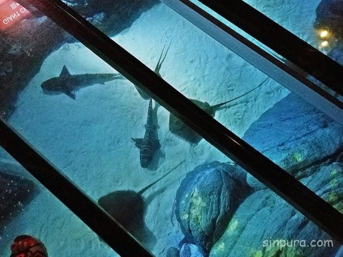 シーアクアリウム 所要時間 見どころ チケット 値段 割引