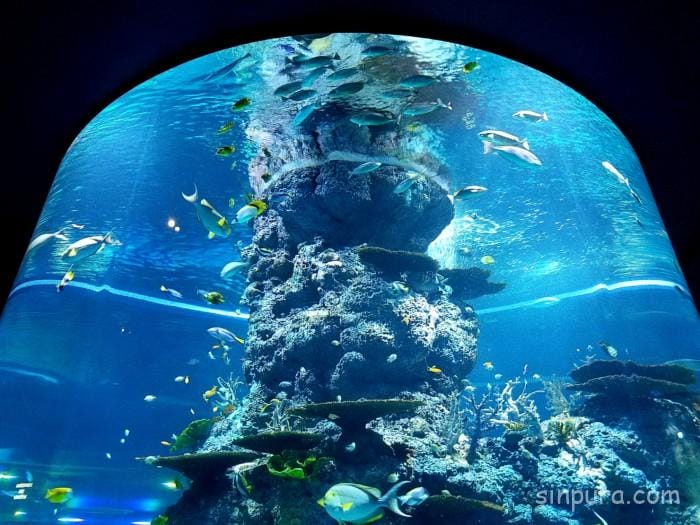 シーアクアリウム 所要時間 見どころ チケット 値段 割引