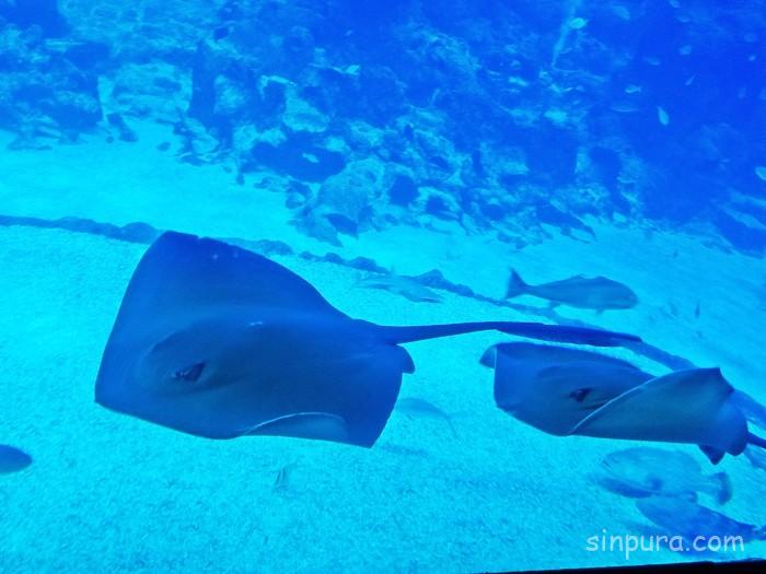 シーアクアリウム 所要時間 見どころ チケット 値段 割引