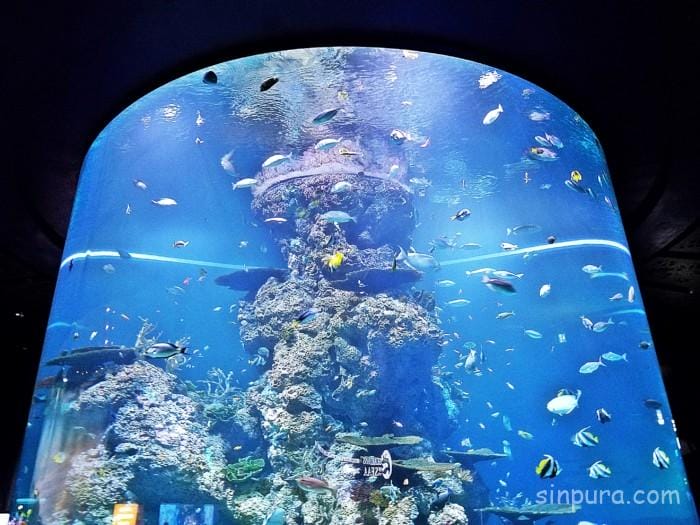 シーアクアリウム 所要時間 見どころ チケット 値段 割引