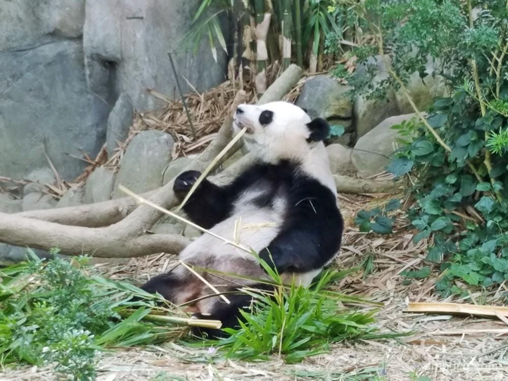 シンガポール リバーサファリ パンダ