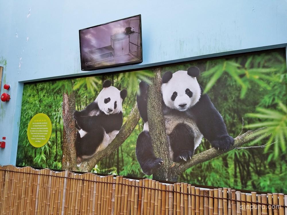 シンガポール リバーサファリ パンダ