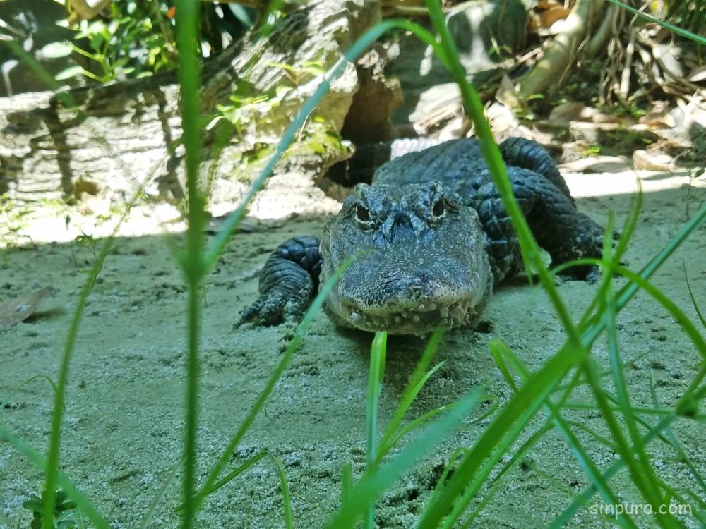 シンガポール リバーサファリ パンダ