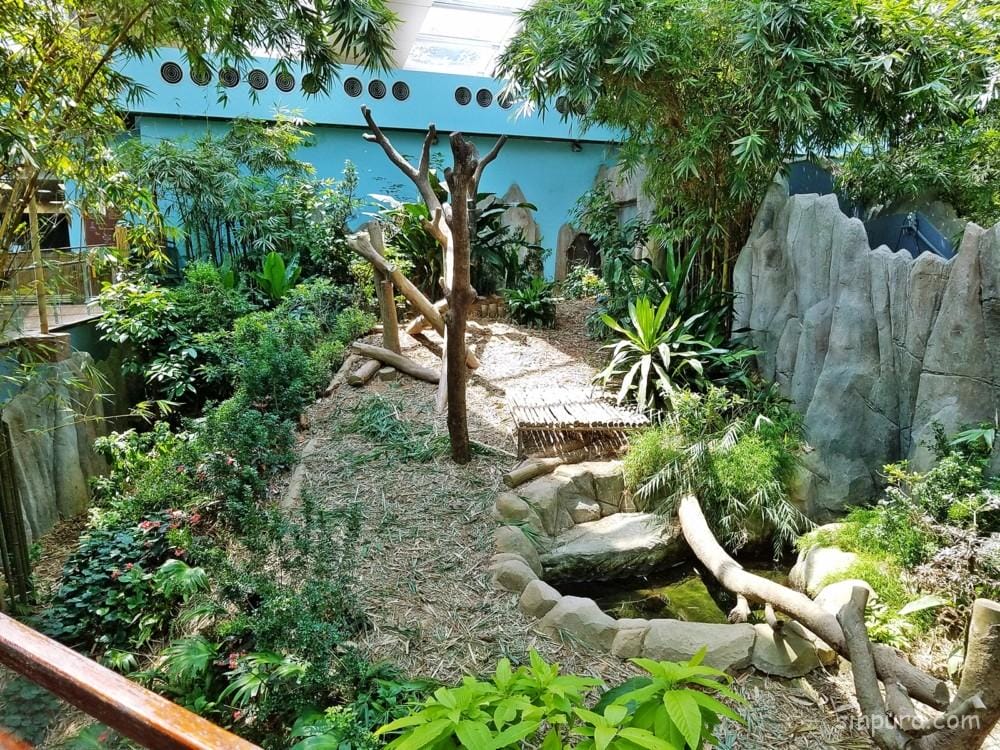 シンガポール リバーサファリ パンダ