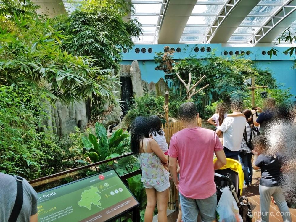 シンガポール リバーサファリ パンダ