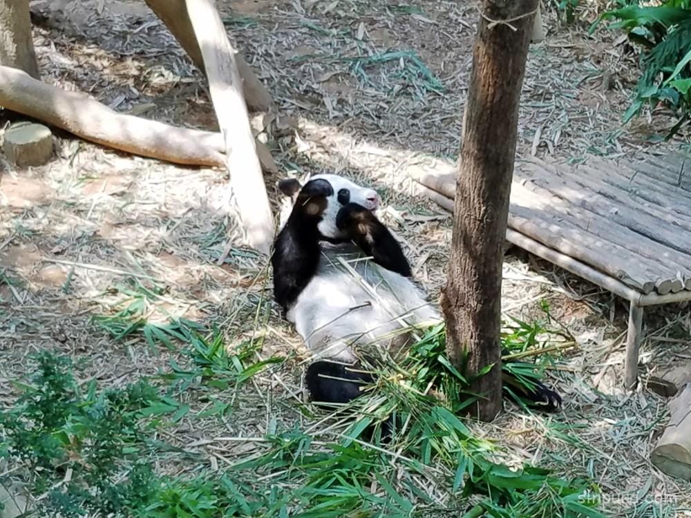 シンガポール リバーサファリ パンダ