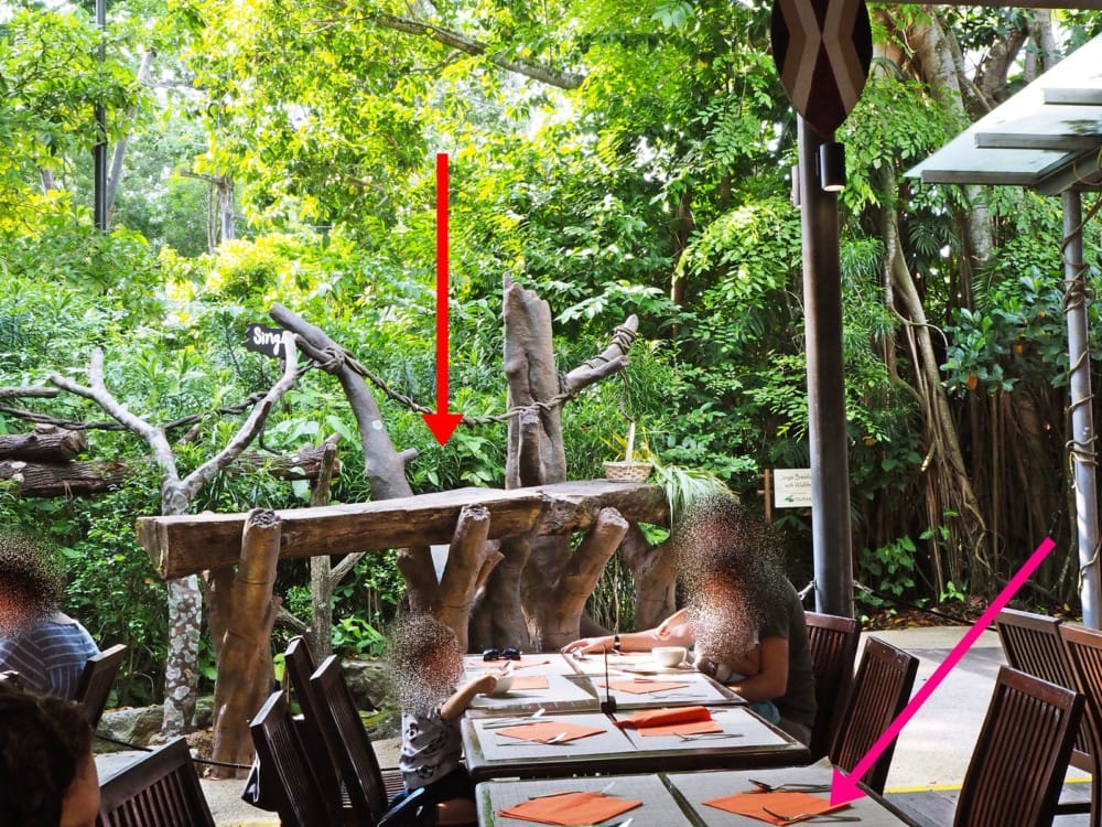 シンガポール動物園　オラウータン　朝食　予約　チケット　楽天 ブログ