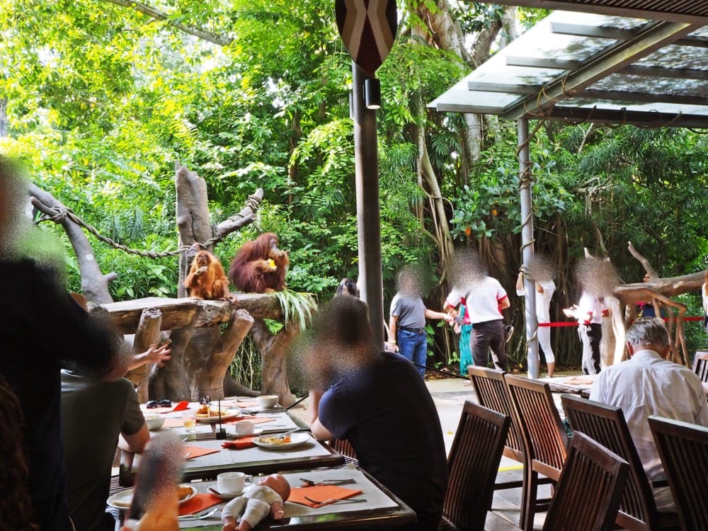 シンガポール動物園　オラウータン　朝食　予約　チケット　楽天 ブログ