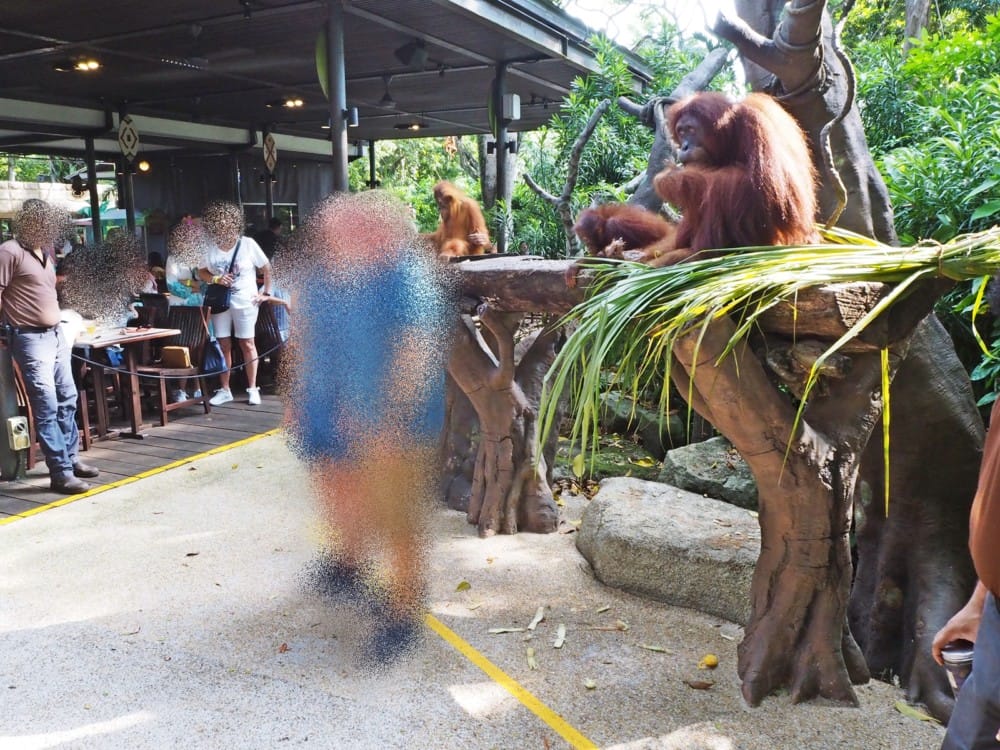 シンガポール動物園　オラウータン　朝食　予約　チケット　楽天 ブログ
