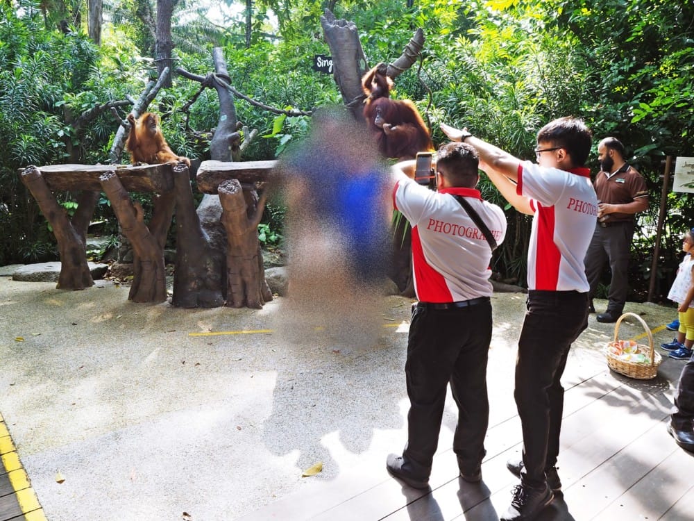 シンガポール動物園　オラウータン　朝食　予約　チケット　楽天 ブログ