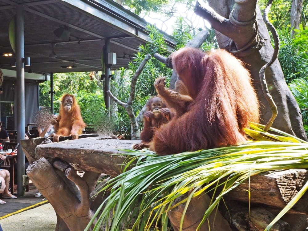 シンガポール動物園　オラウータン　朝食　予約　チケット　楽天 ブログ