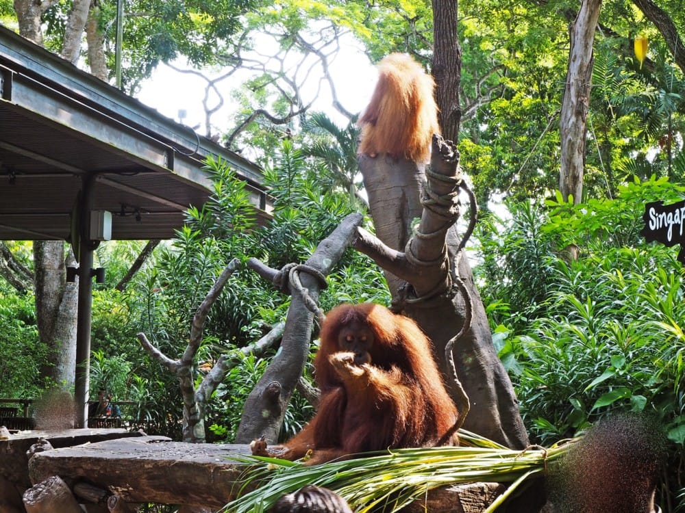 シンガポール動物園　オラウータン　朝食　予約　チケット　楽天 ブログ