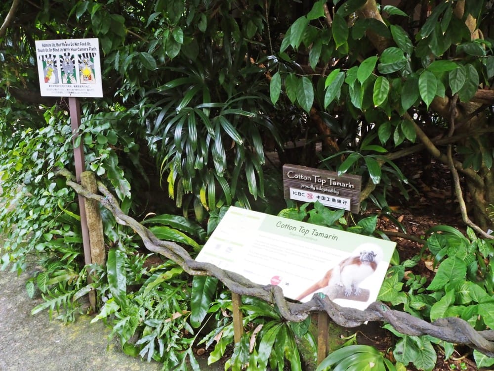 シンガポール動物園　オラウータン　朝食　予約　チケット　楽天 ブログ