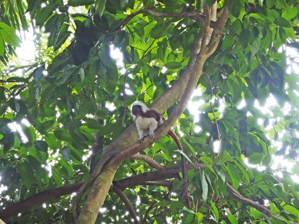 シンガポール動物園　オラウータン　朝食　予約　チケット　楽天 ブログ