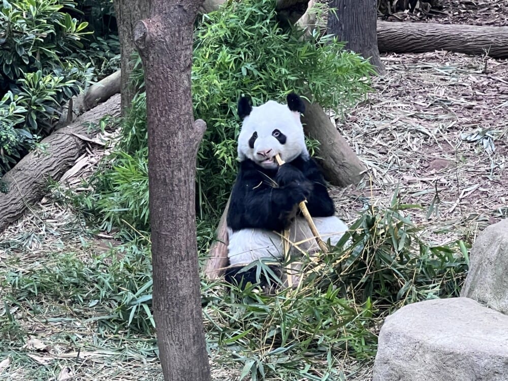 シンガポール リバーサファリ リバーワンダーズ パンダ