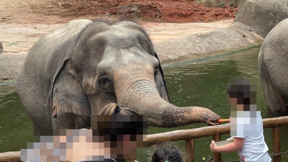 シンガポール動物園　餌やり　象