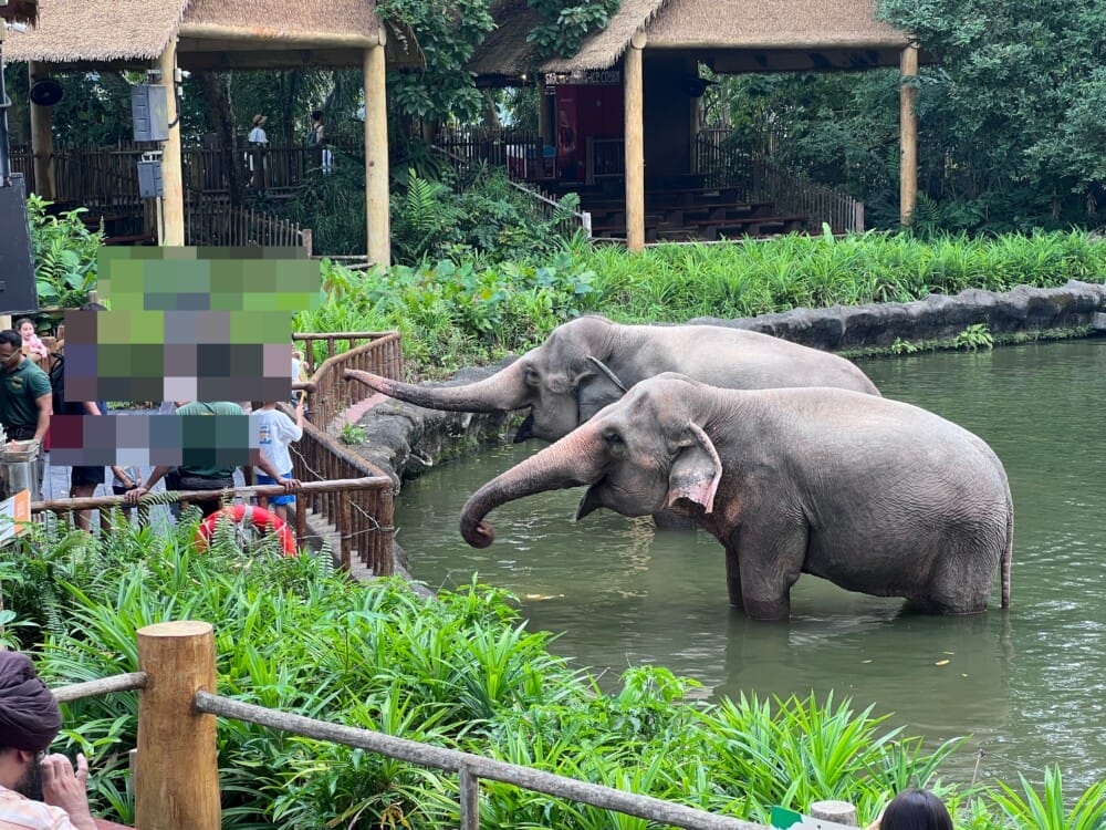 シンガポール動物園　餌やり　象