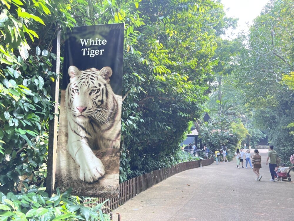 シンガポール動物園にホワイトタイガーはいない？出演曜日表を発見！