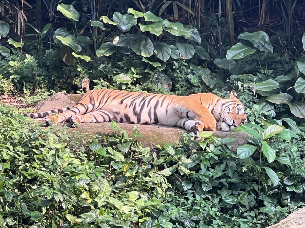 シンガポール動物園　ホワイトタイガー　いない